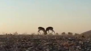 Dağ ceylanlarının kafa kafaya verdiği mücadele kamerada