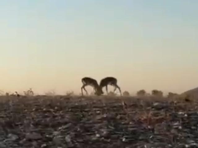 Dağ ceylanlarının kafa kafaya verdiği mücadele kamerada