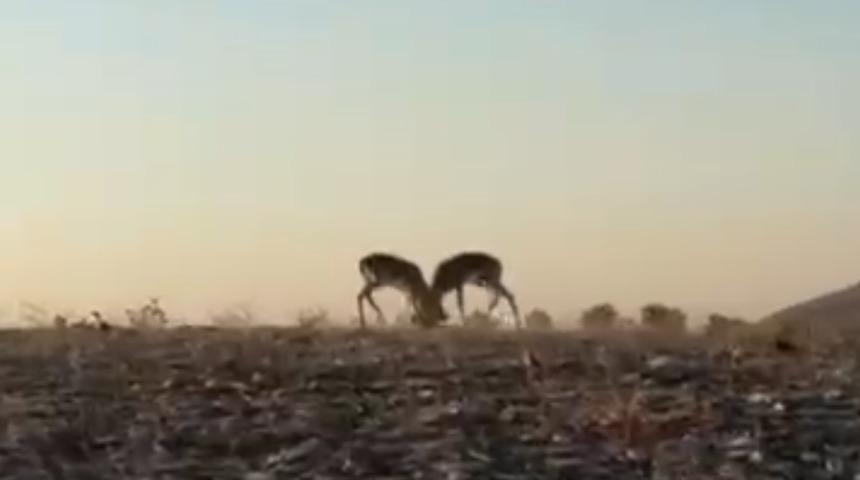 Dağ ceylanlarının kafa kafaya verdiği mücadele kamerada