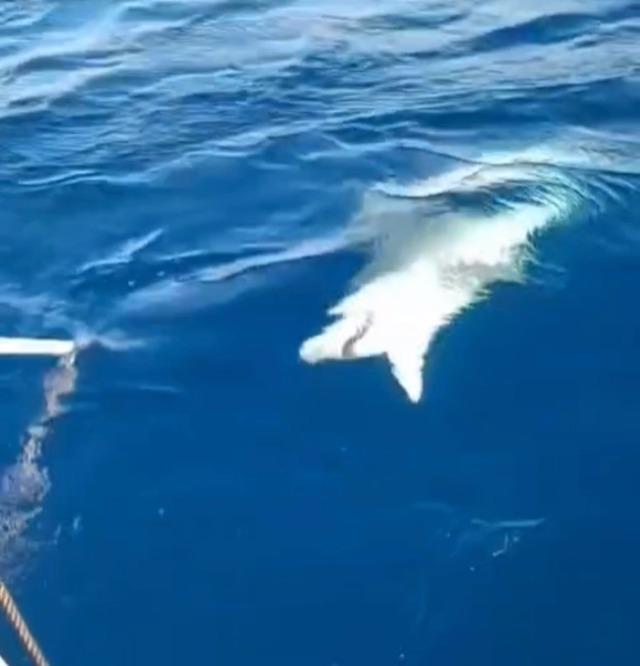 Amatör balıkçının oltasına köpek balığı takıldı 1