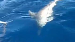 Amatör balıkçının oltasına köpek balığı takıldı