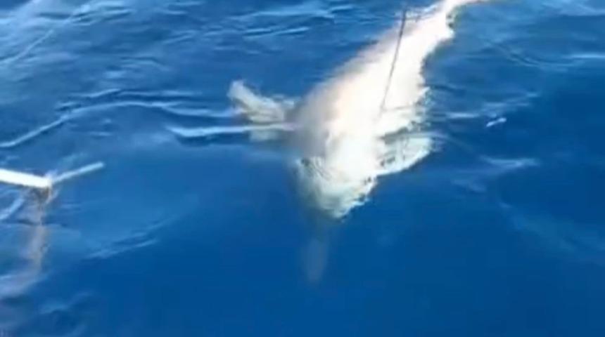 Amatör balıkçının oltasına köpek balığı takıldı