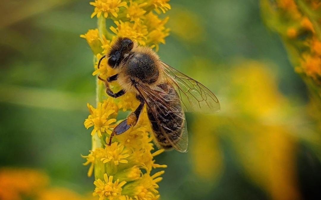 Doğu Karadeniz bal ihracatında 1,8 milyon doları aştı 1