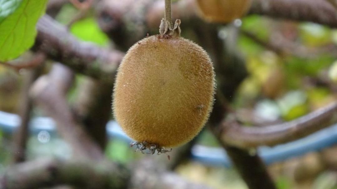 Kilosu 80 TL ye düştü, üreticiden sitem dolu sözler Sesimizi duyan yok 1