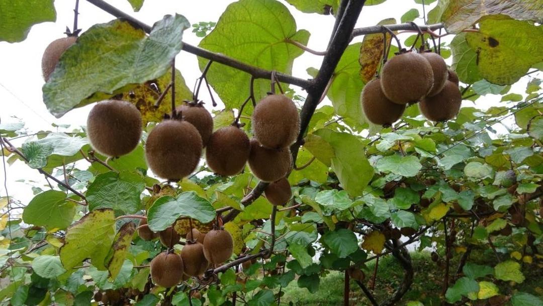 Kilosu 80 TL ye düştü, üreticiden sitem dolu sözler Sesimizi duyan yok 2