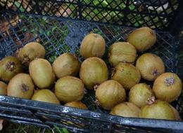 Kilosu 80 TL'ye düştü, üreticiden sitem dolu sözler 'Sesimizi duyan yok'