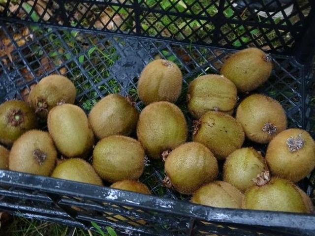 Kilosu 80 TL'ye düştü, üreticiden sitem dolu sözler 'Sesimizi duyan yok'