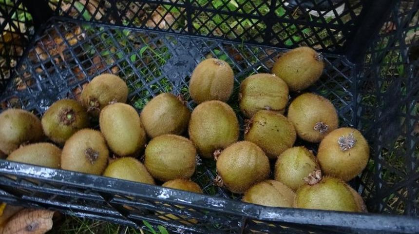 Kilosu 80 TL'ye düştü, üreticiden sitem dolu sözler 'Sesimizi duyan yok'