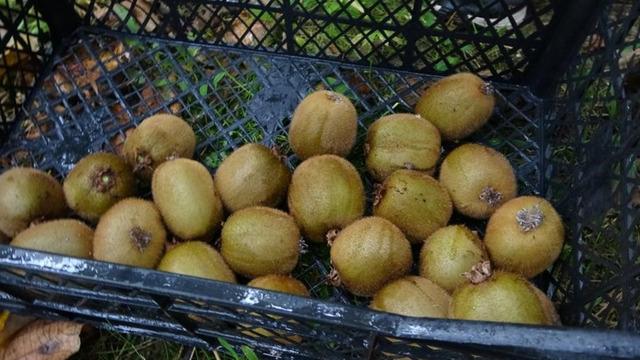 Kilosu 80 TL'ye düştü, üreticiden sitem dolu sözler 'Sesimizi duyan yok'