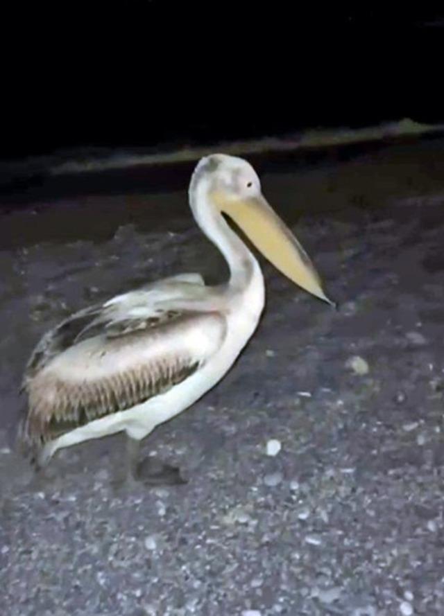 Dünyaca ünlü sahilde pelikan şaşkınlığı 2
