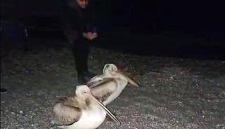 Dünyaca ünlü sahilde pelikan şaşkınlığı