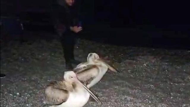 Dünyaca ünlü sahilde pelikan şaşkınlığı