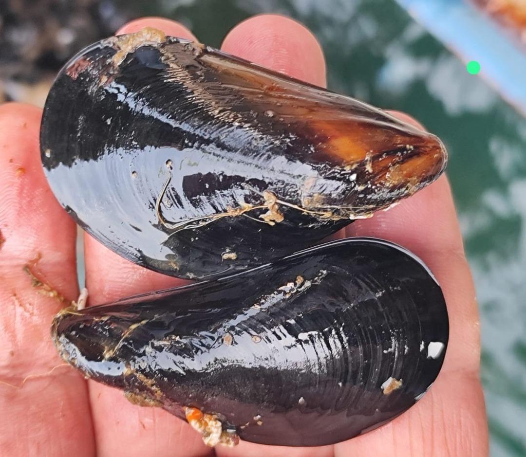 Midye tartışması gündemde: Kaçak midye gerçeğine karşı uyardı... 1