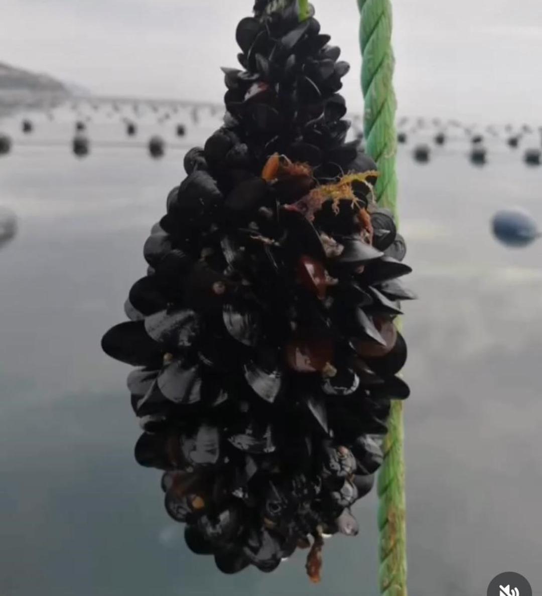 Midye tartışması gündemde: Kaçak midye gerçeğine karşı uyardı... 2