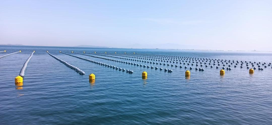 Midye tartışması gündemde: Kaçak midye gerçeğine karşı uyardı... 3