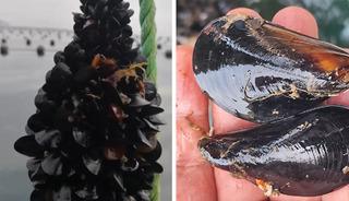 Kaçak midye gerçeğine karşı uyardı...