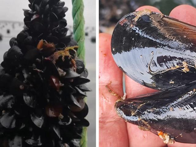 'Midye' tartışması gündemde: Kaçak midye gerçeğine karşı uyardı...