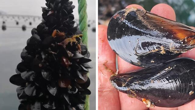 'Midye' tartışması gündemde: Kaçak midye gerçeğine karşı uyardı...