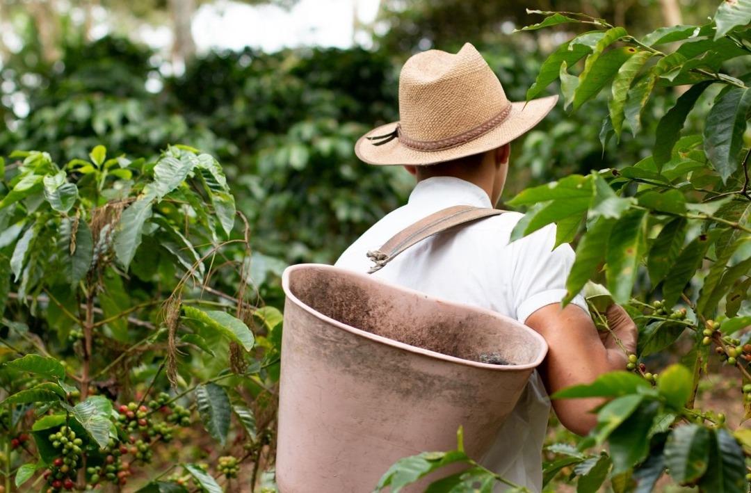 İklim krizi kahve rutinimizi kaybetmeye neden olabilir mi? 1