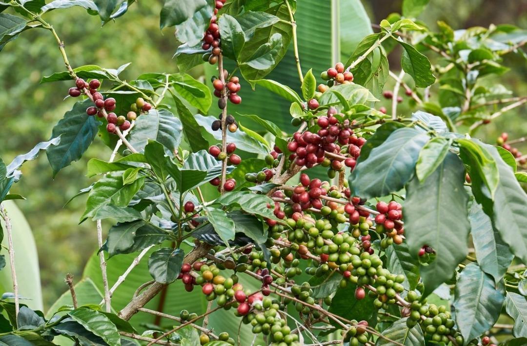 İklim krizi kahve rutinimizi kaybetmeye neden olabilir mi? 2