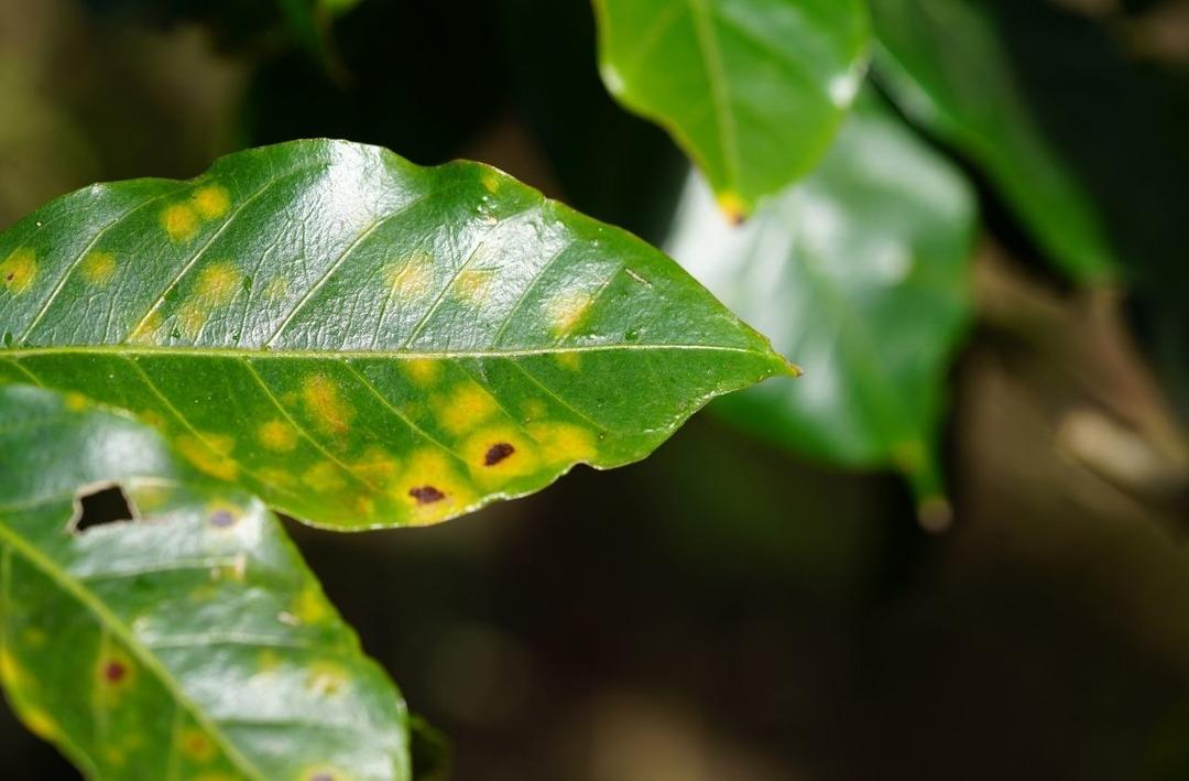 İklim krizi kahve rutinimizi kaybetmeye neden olabilir mi? 3