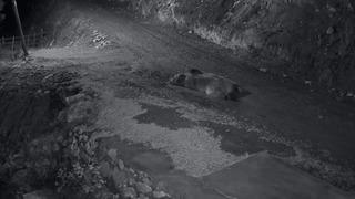 Mahalleliyi canından bezdiren ayıyı evinin önünde yatarken bastı! Kamyoneti ile peşine düştü