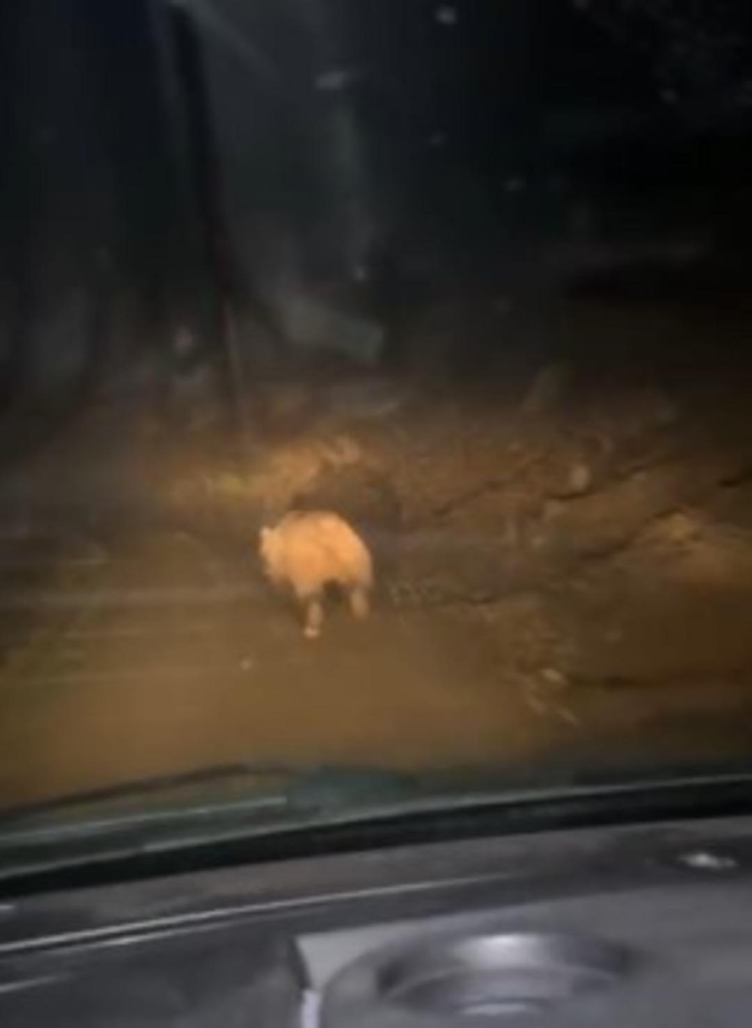 Mahalleliyi canından bezdiren ayıyı evinin önünde yatarken bastı! Kamyoneti ile peşine düştü 4