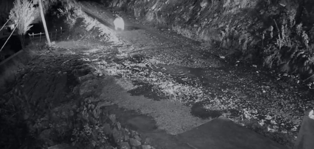 Mahalleliyi canından bezdiren ayıyı evinin önünde yatarken bastı! Kamyoneti ile peşine düştü 2