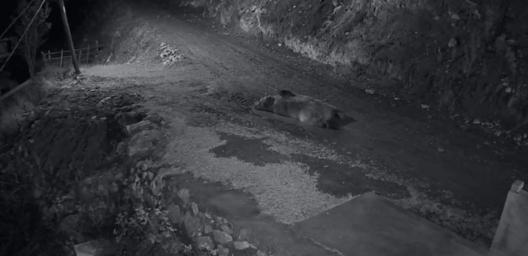 Mahalleliyi canından bezdiren ayıyı evinin önünde yatarken bastı! Kamyoneti ile peşine düştü 1