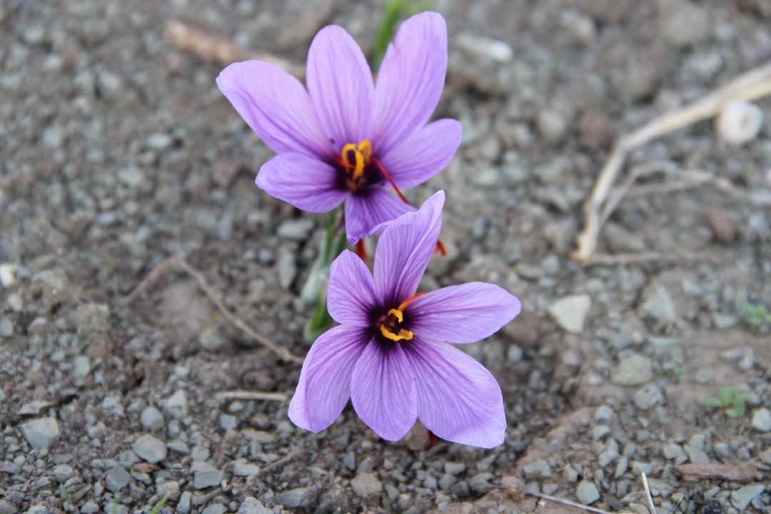 Keşfedince denedi! 600 bin TL ye alıcısı var, başkalarına da gelir olsun istiyor 11