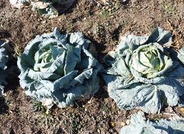 Araya aracı koymadan satış yapıyorlar! 500 TL'ye kadar çıkıyor