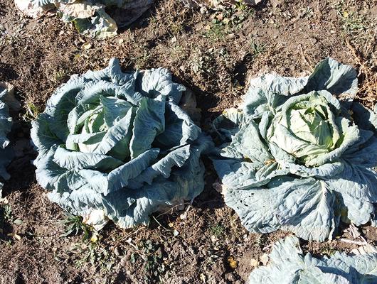 Araya aracı koymadan satış yapıyorlar! 500 TL'ye kadar çıkıyor