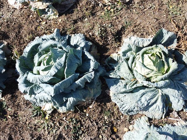 Araya aracı koymadan satış yapıyorlar! 500 TL'ye kadar çıkıyor