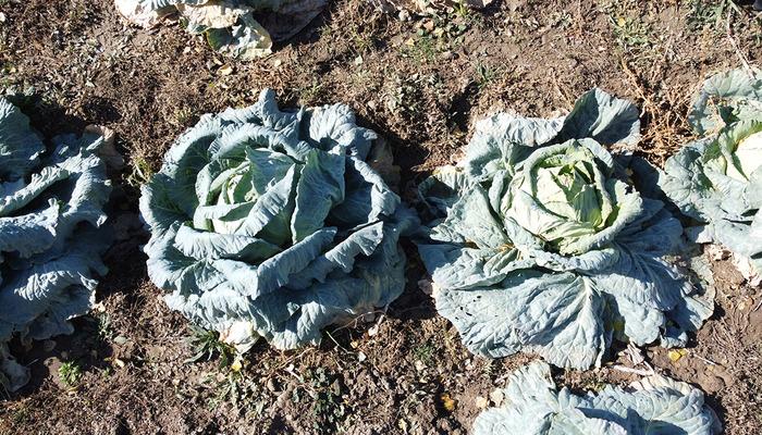 Araya aracı koymadan satış yapıyorlar! 500 TL'ye kadar çıkıyor