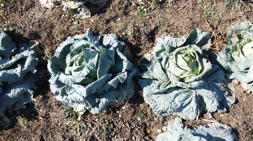 Araya aracı koymadan satış yapıyorlar! 500 TL'ye kadar çıkıyor