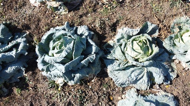 Araya aracı koymadan satış yapıyorlar! 500 TL'ye kadar çıkıyor