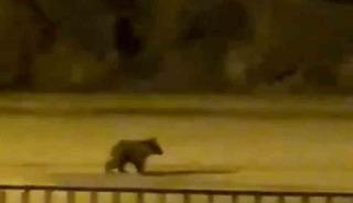 Yolunu şaşıran yavru ayı ilçe merkezine indi