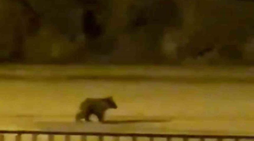 Yolunu şaşıran yavru ayı il&ccedil;e merkezine indi