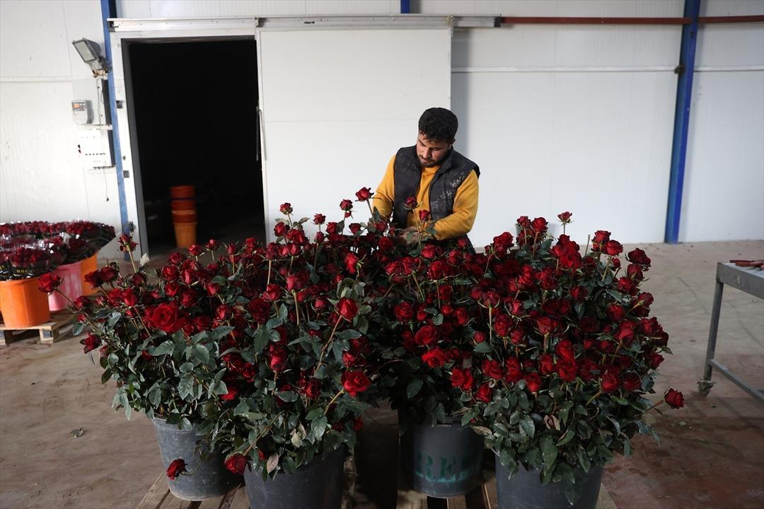 Ondan görenler de başladı! Talebe zor yetişiyoruz 100 dönümde kurdu 1