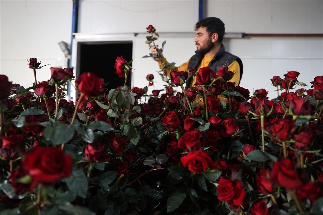 Ondan görenler de başladı! Talebe zor yetişiyoruz 100 dönümde kurdu 5