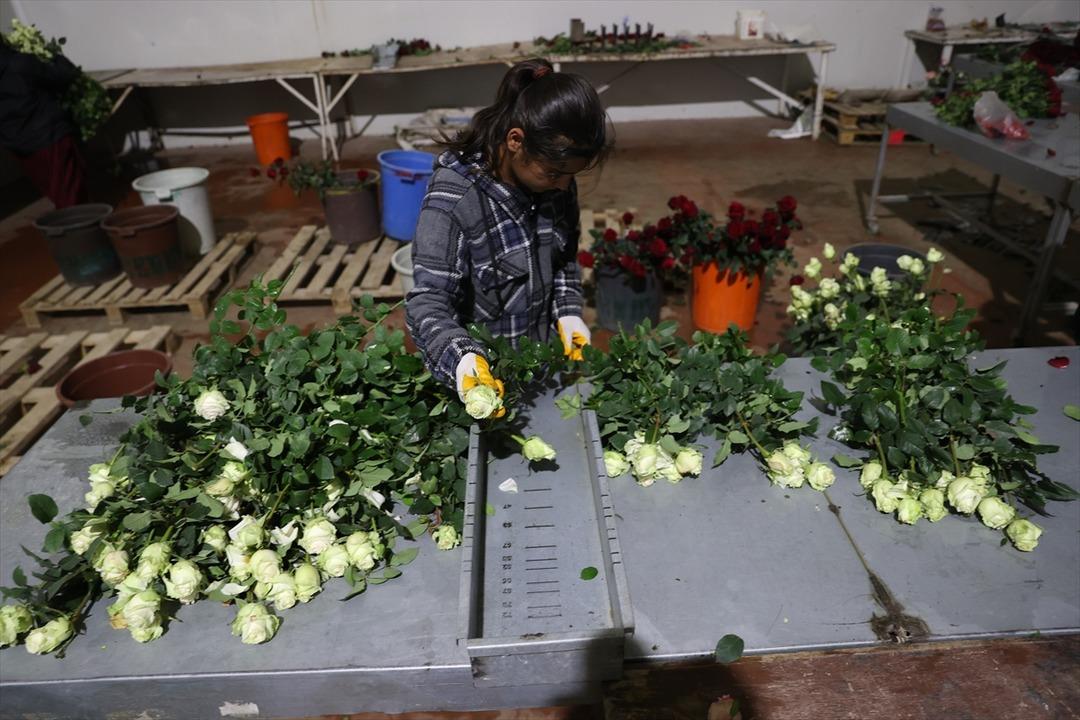 Ondan görenler de başladı! Talebe zor yetişiyoruz 100 dönümde kurdu 6