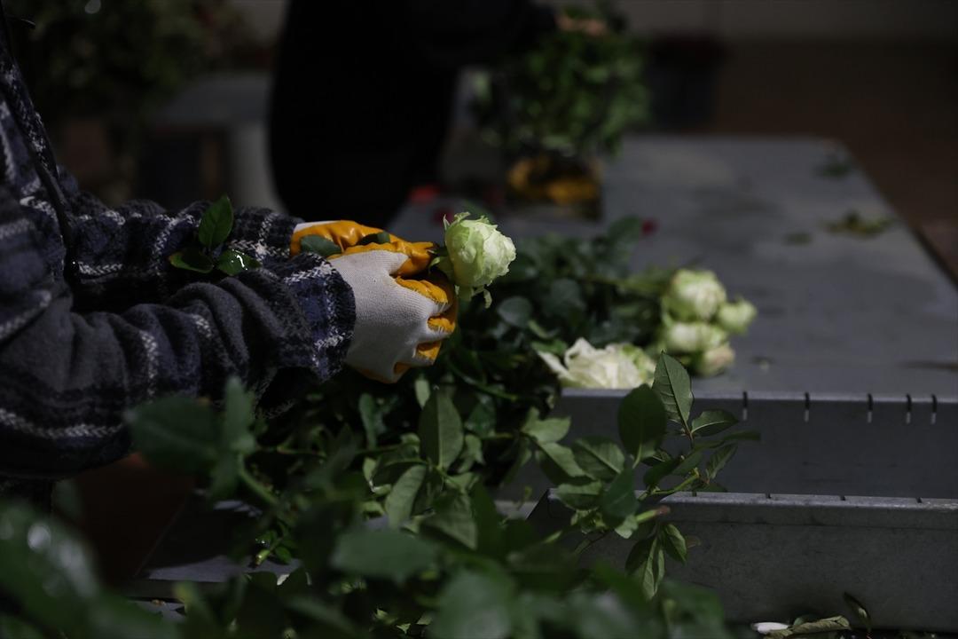 Ondan görenler de başladı! Talebe zor yetişiyoruz 100 dönümde kurdu 7