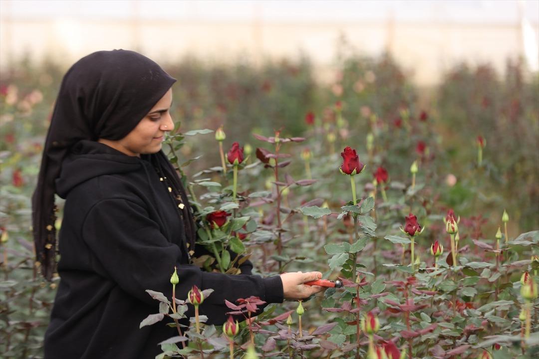 Ondan görenler de başladı! Talebe zor yetişiyoruz 100 dönümde kurdu 8