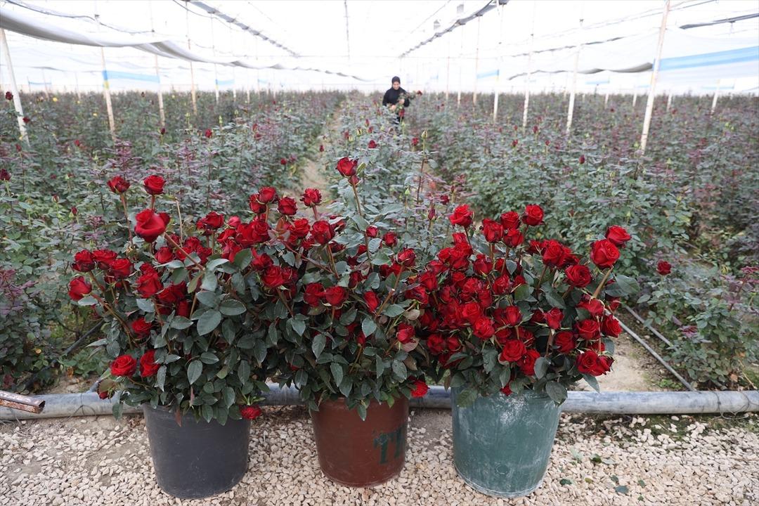 Ondan görenler de başladı!  Talebe zor yetişiyoruz  100 dönümde kurdu 9