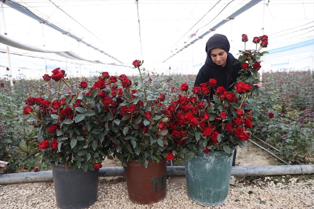 Ondan görenler de başladı! Talebe zor yetişiyoruz 100 dönümde kurdu 2