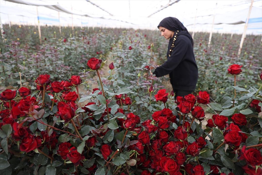 Ondan görenler de başladı! Talebe zor yetişiyoruz 100 dönümde kurdu 3