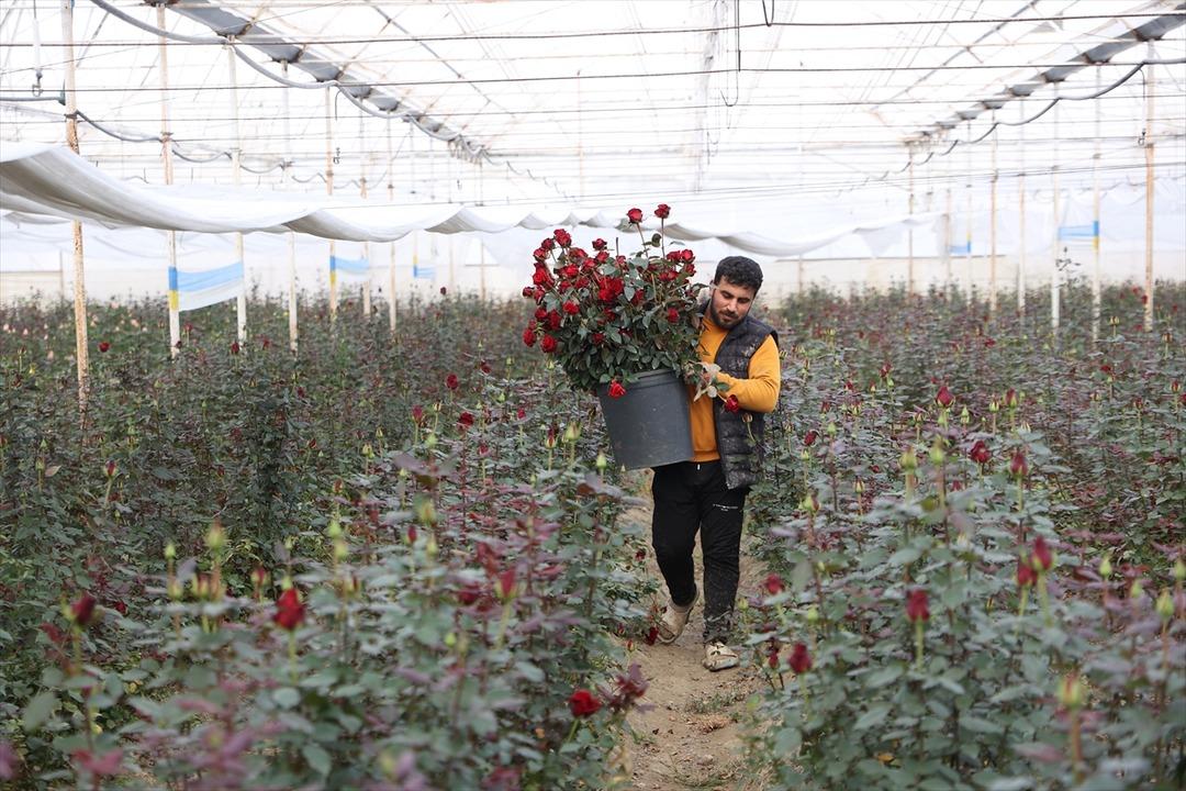 Ondan görenler de başladı! Talebe zor yetişiyoruz 100 dönümde kurdu 4