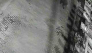 Yerleşim alanına inen ayılar köy sakininden korkup kaçtı