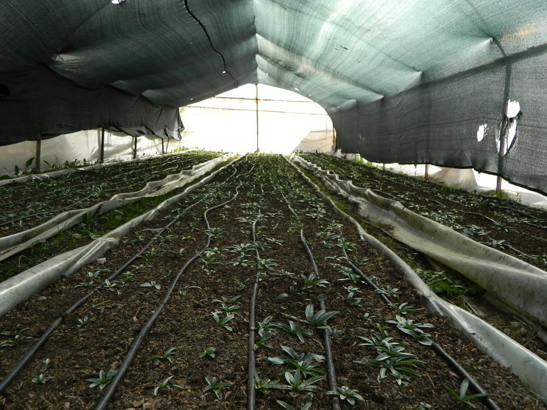 Alternatif ararken buldular! Ona yöneldiler  Çoktan sattık  2