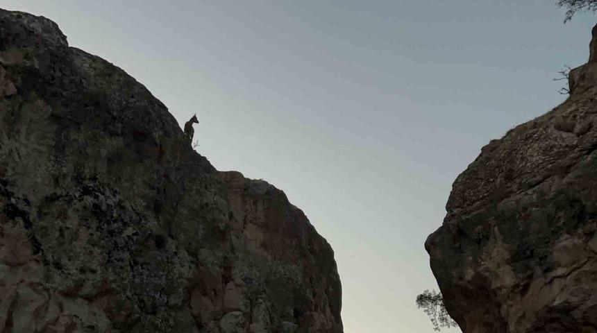 Tunceli’de koruma altındaki dağ keçileri görüntülendi